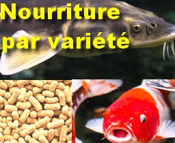 Privilégiez les meilleurs aliments pour poissons de bassin